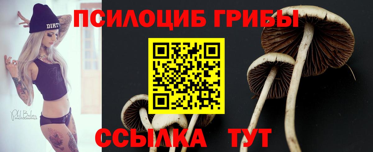 Псилоцибиновые грибы Cubensis Нововоронеж